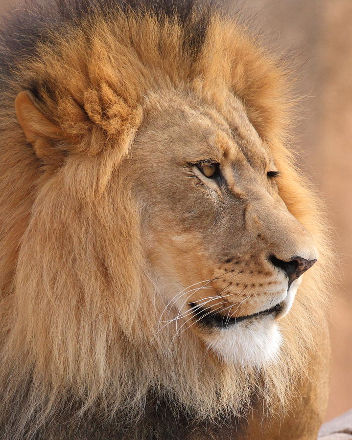 Lion Close Up Photograph by Coby Cooper