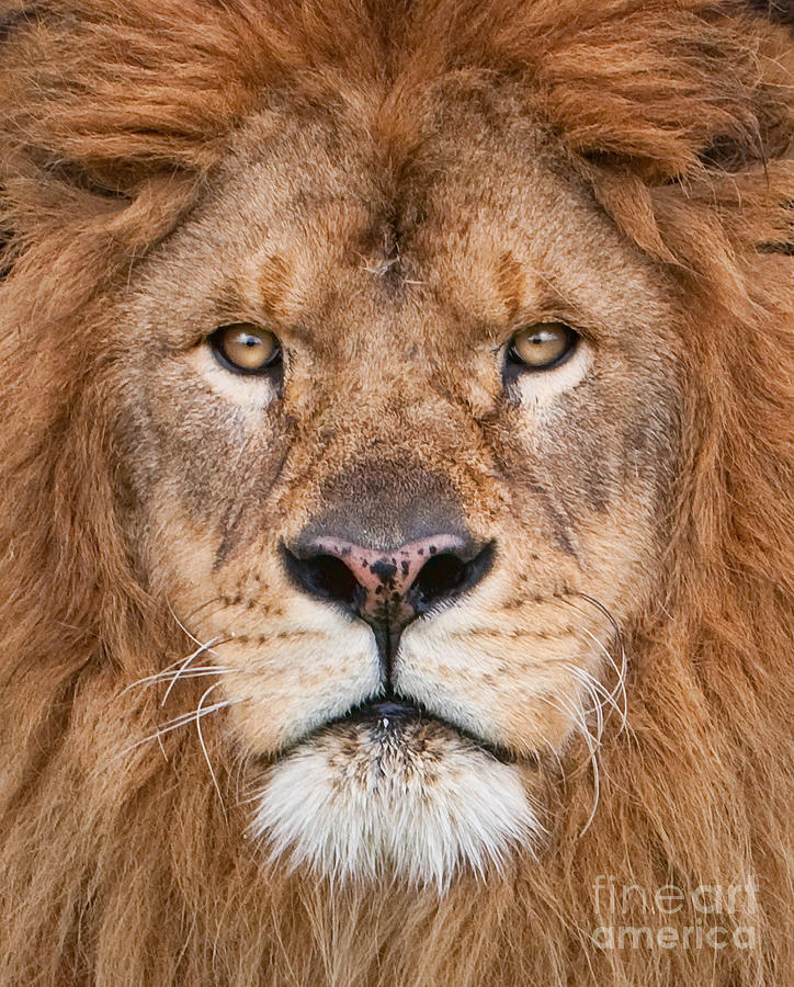 Lion Close Up Photograph by Jerry Fornarotto