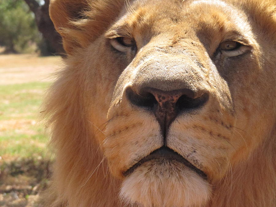 Lion Photograph - Lion closeup by Isabelle Hansen