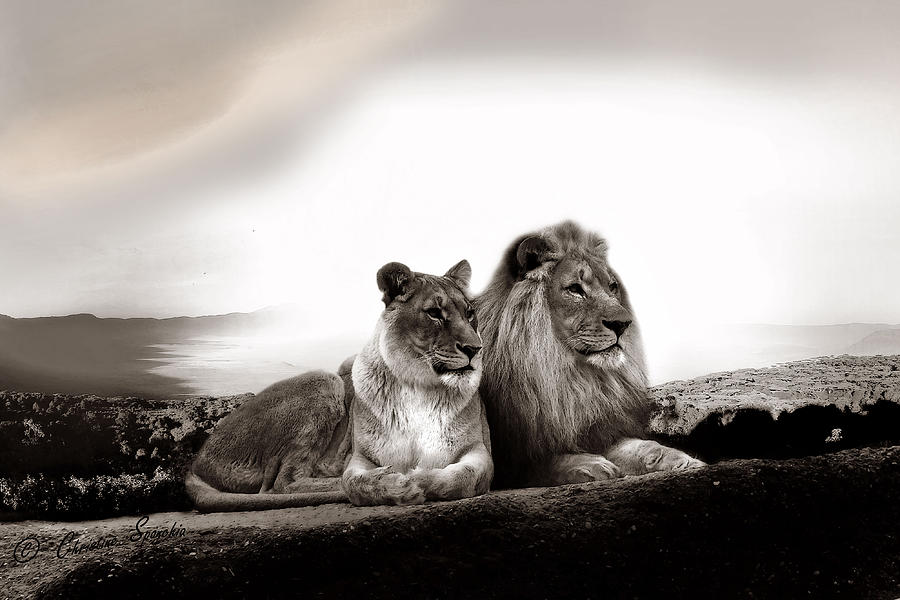 Lion Couple In Sunset Photograph by Christine Sponchia