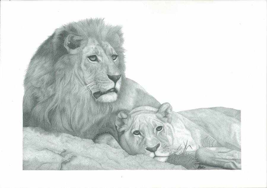 Lion Couple Drawing by Rich Colvin