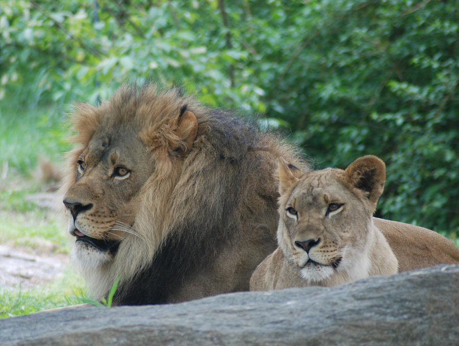 Lion Couple Photograph by Richard Bryce and Family