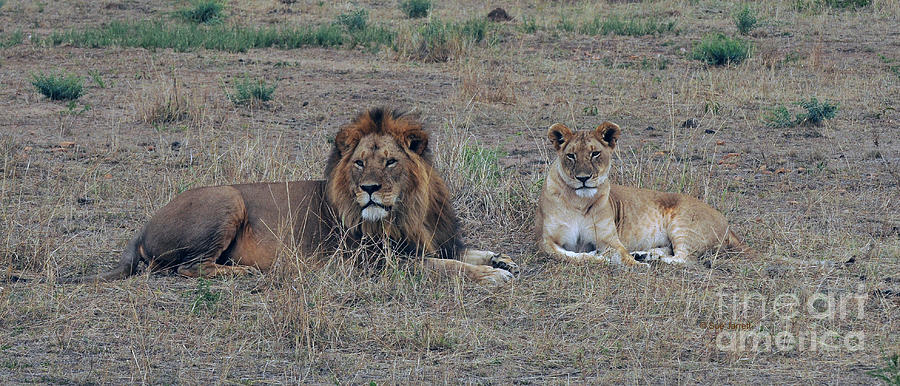 Lion Couple by Sue Jarrett Lion Couple by Sue Jarrett