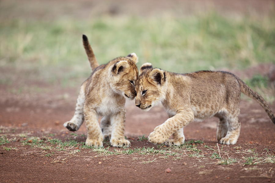 Lion cub affection Photograph by Gp232