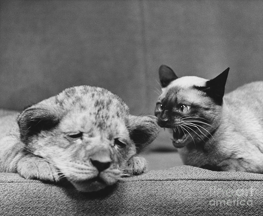 Lion Cub and Siamese Cat Photograph by Ylla