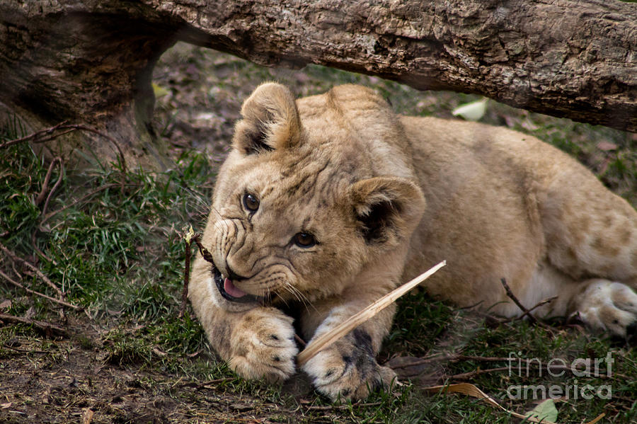 Lion Photograph - Lion Cub at Play by David Rucker