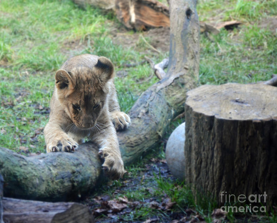 Lion cub at play Photograph by Frank Larkin