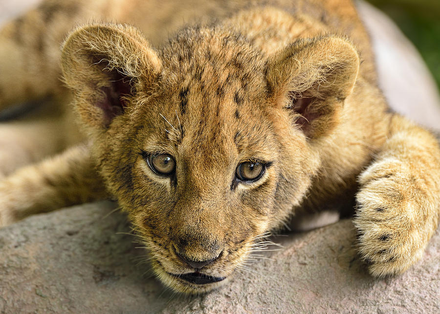 Lion Cub Photograph by Bill Dodsworth