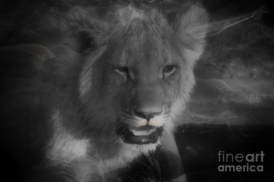 Lion Cub-Black and White Photograph by Douglas Barnard