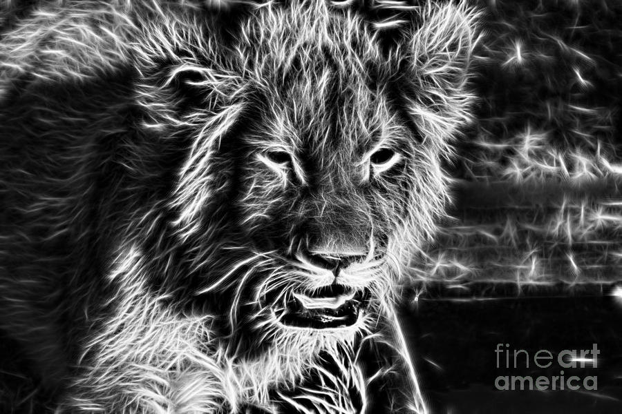 Lion Cub-Black and White V2 Photograph by Douglas Barnard