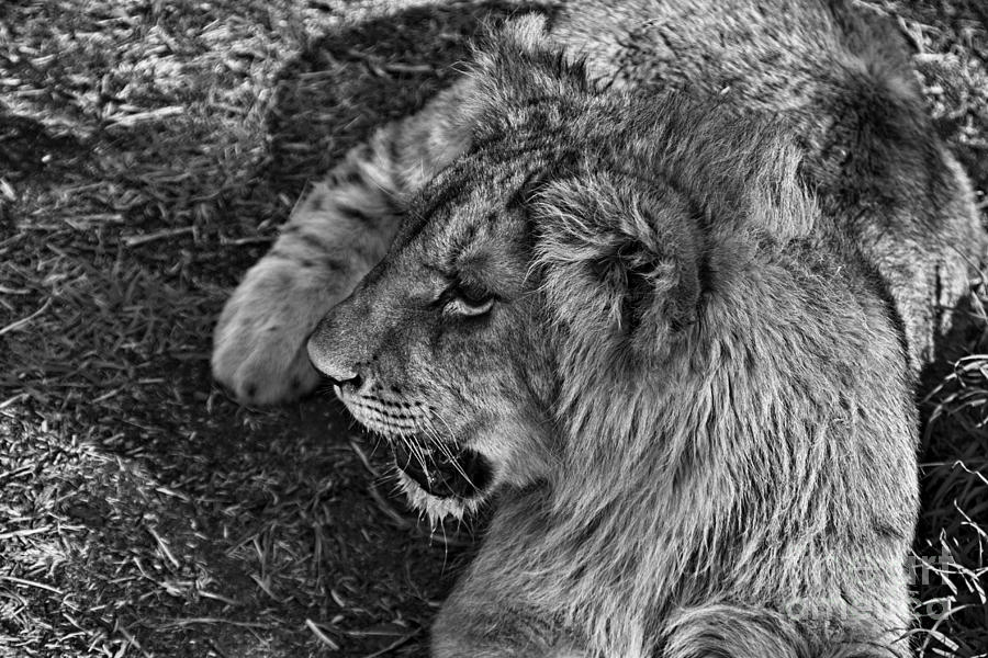 Lion Cub-Black and White V3 Photograph by Douglas Barnard