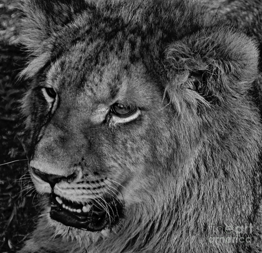 Lion Cub-Black and White V4 Photograph by Douglas Barnard