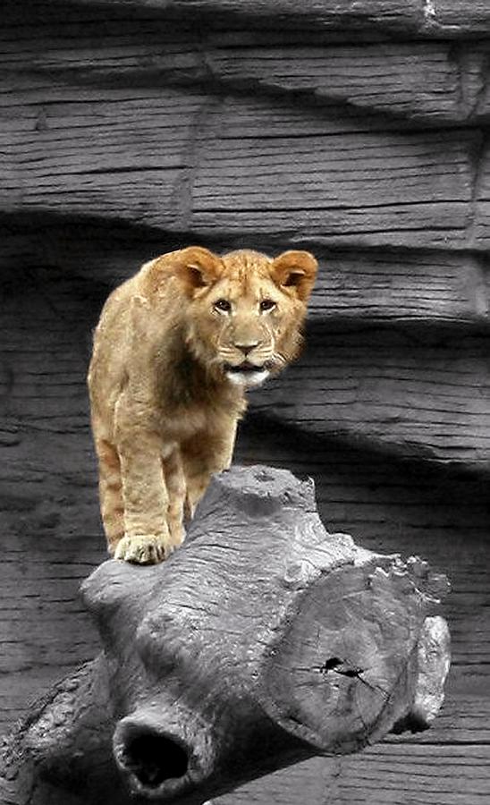 Animal Photograph - Lion Cub by Cathy Harper