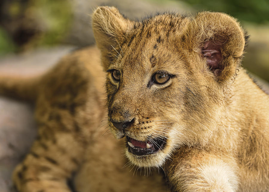 Lion Cub Close up Photograph by Bill Dodsworth