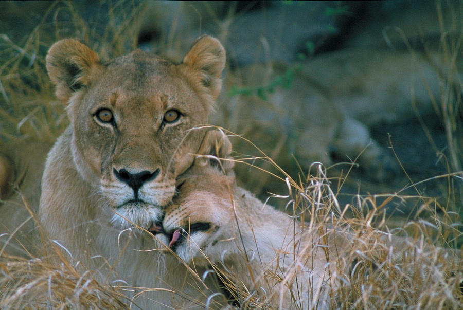 Lion Photograph - Lion Cub Greets Mother by Mitch Reardon