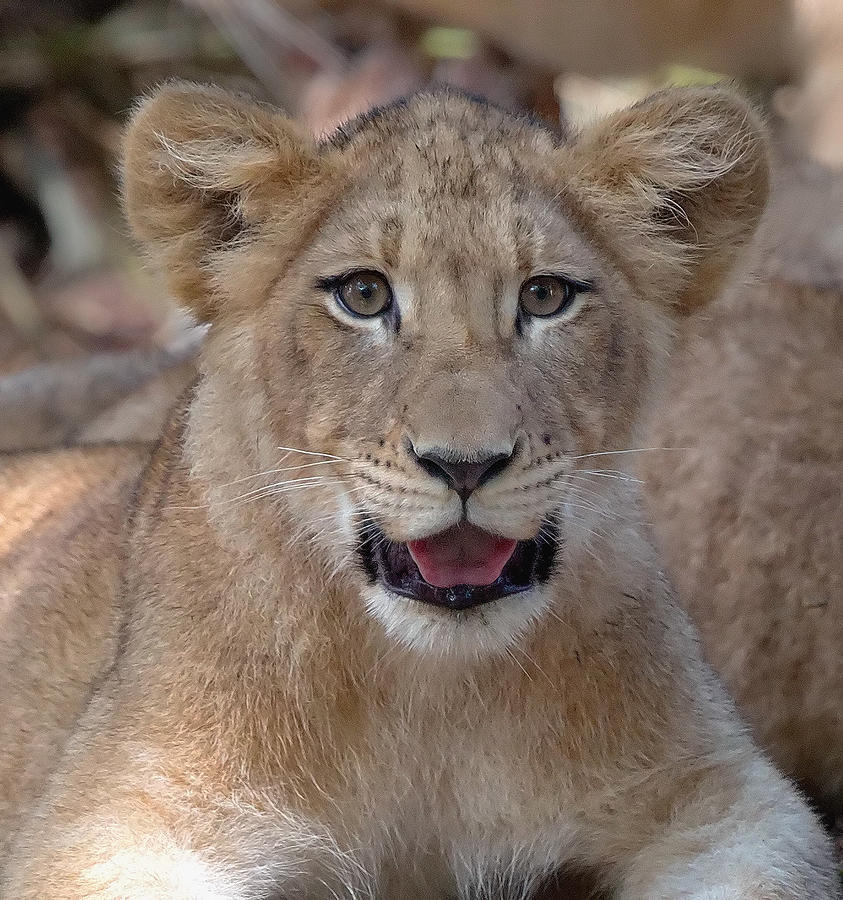 Lion Cub Headshot Photograph by Jack Nevitt