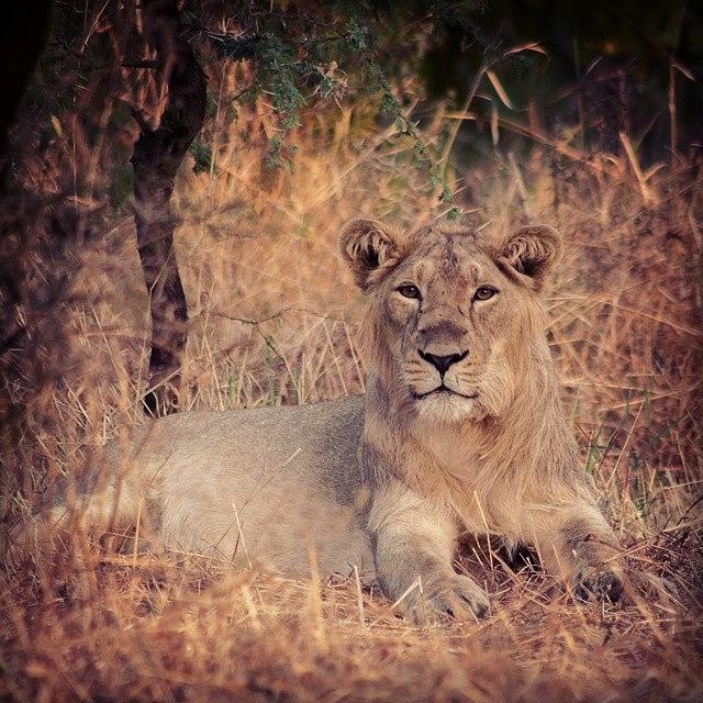 Wildlife Photograph - Lion Cub by Hitendra SINKAR