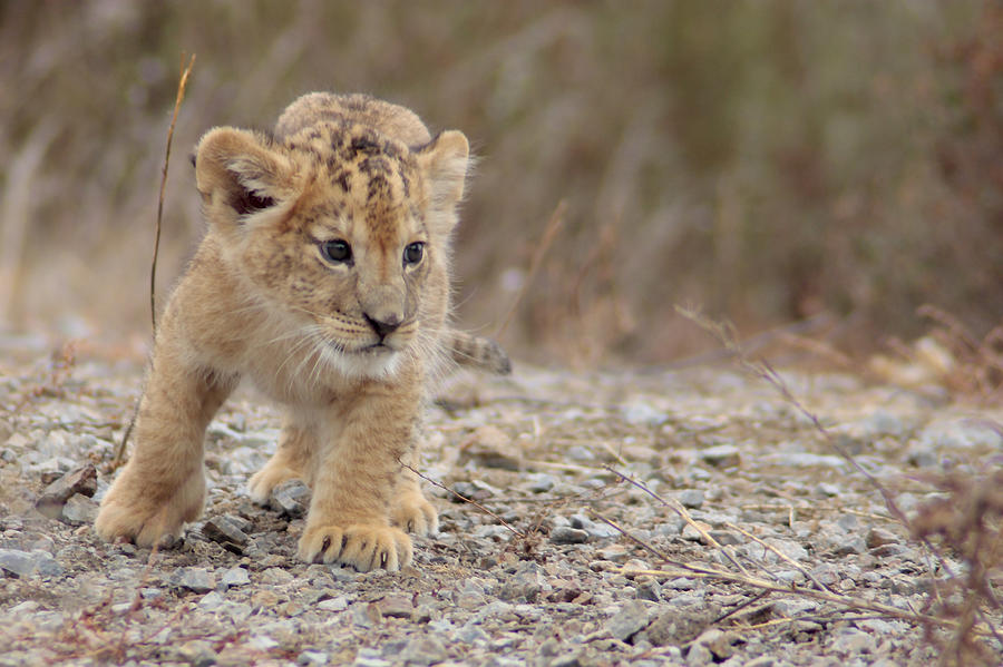 Lion Cub Photograph by Iñaki Respaldiza