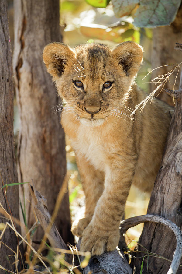 Lion Cub In Savuti Marsh, Botswana Photograph by Paul Souders