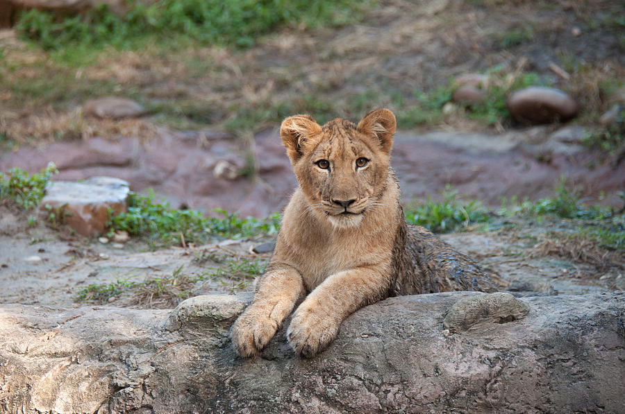Lion Cub Photograph by John Black