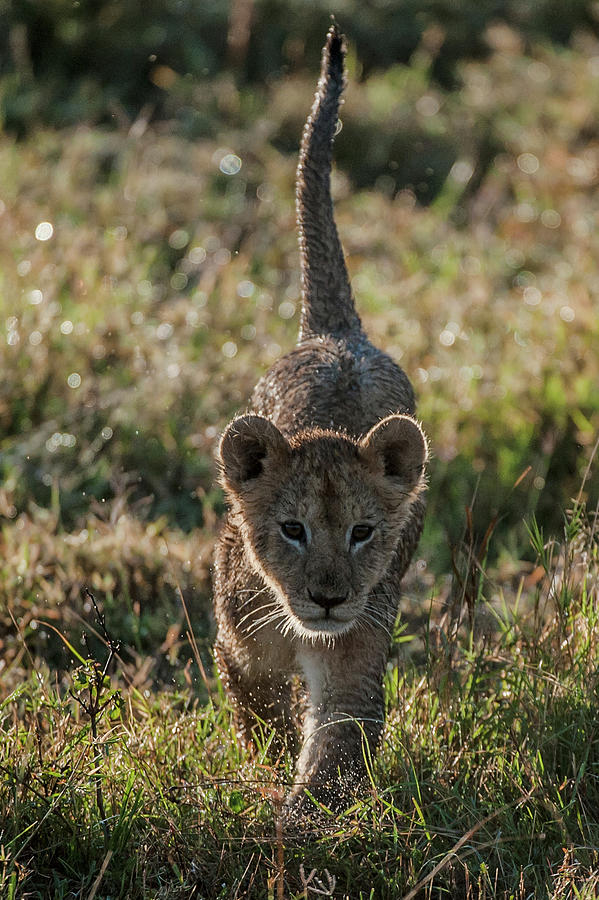 Lion Cub Photograph by Ken Petch