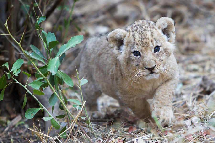 Lion Cub Photograph by Max Waugh