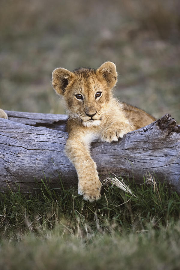 Lion cub (Panthera leo) lying on log Photograph by Adam Jones