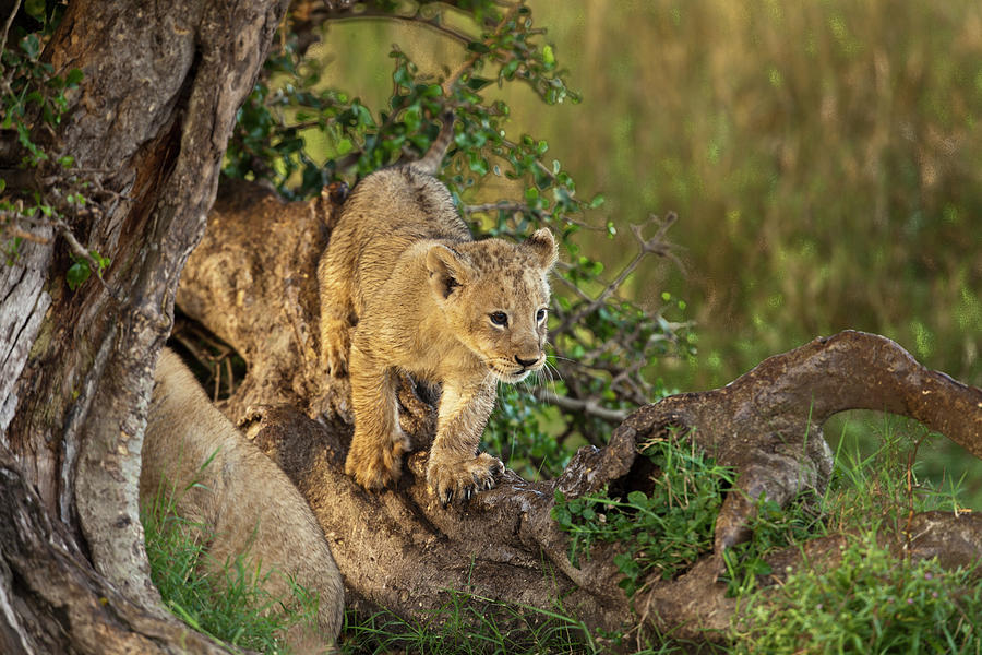 Lion Cub Playing Under Tree Photograph by Manoj Shah