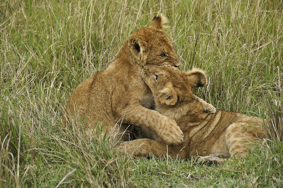 Lion Cub Playtime Photograph by Michele Burgess