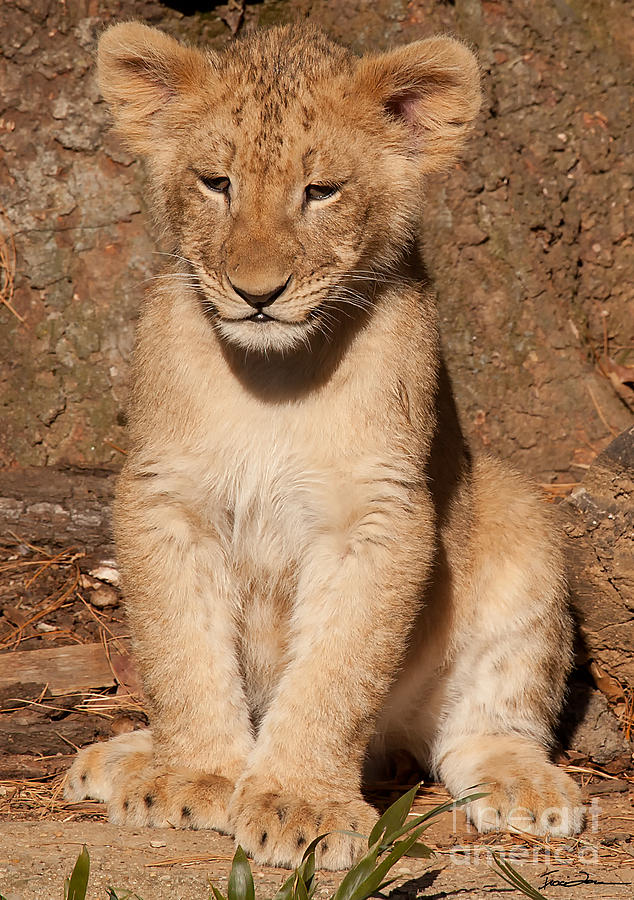 Lion Cub Portrait Photograph