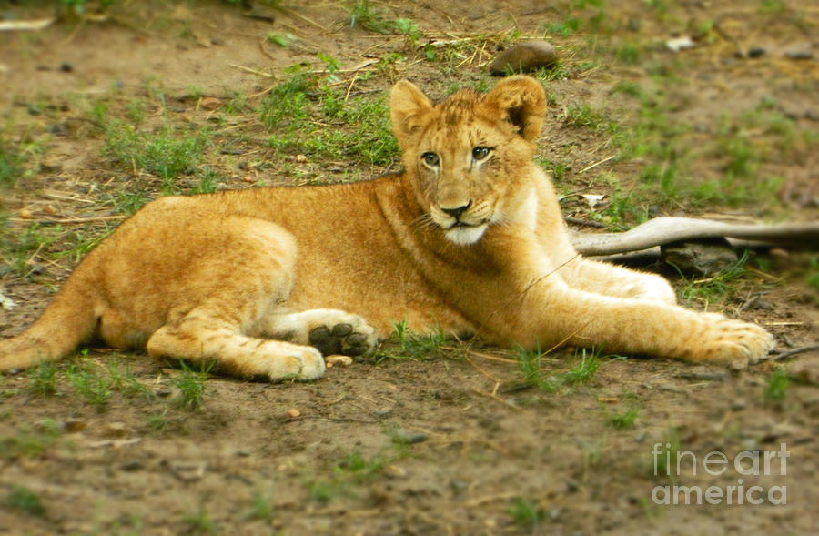 Lion Cub Resting Photograph by Emmy Vickers