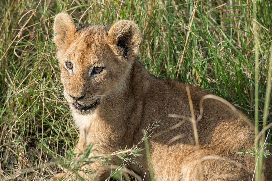 Lion Cub Resting In The Grass Photograph by James Steinberg | Fine Art ...