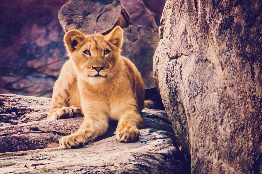 Lion Cub Photograph by Sara Frank