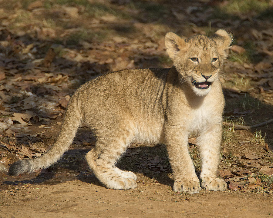 Lion Cub Smile Photograph by Jack Nevitt