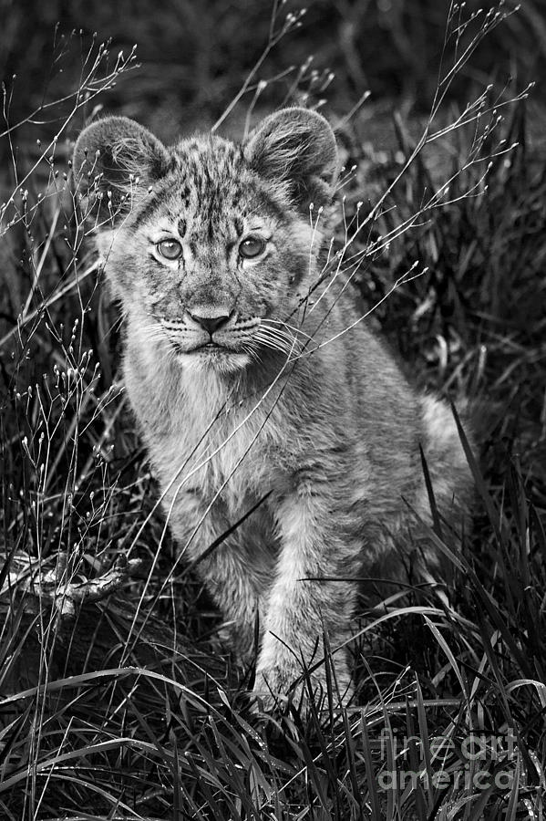 Lion Cub Photograph by Sonya Lang