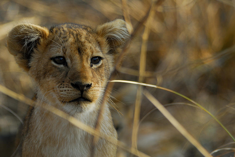 Wildlife Photograph - Lion Cub by Stefan Carpenter