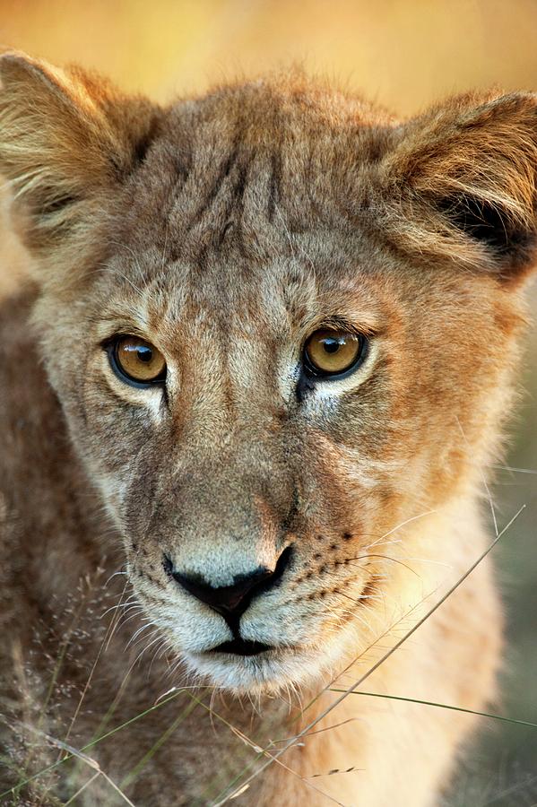 Lion Cub Photograph by Steve Allen/science Photo Library
