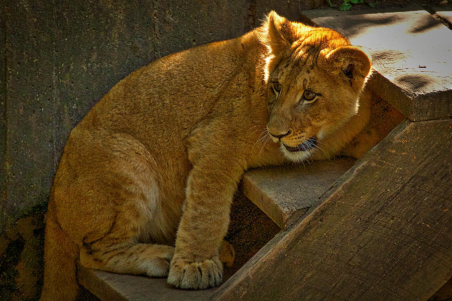 Lion Cub Photograph by Stuart Litoff