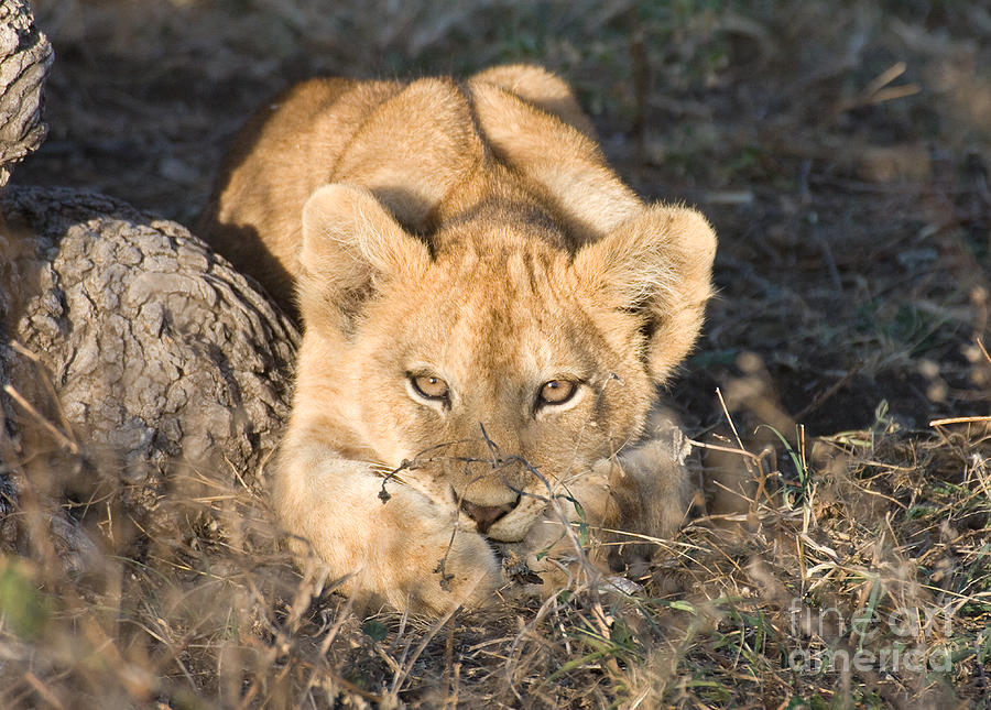 Lion Cub Waiting for Mother Photograph by Chris Scroggins