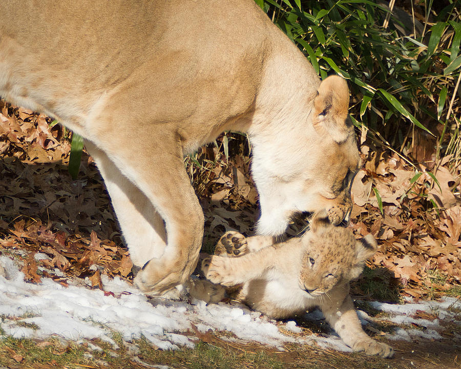 Lion Cub with mom Photograph by Jack Nevitt