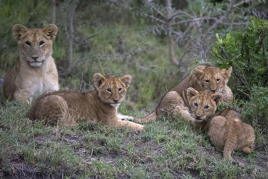 Lion Cubs #1 Photograph by Wade Aiken