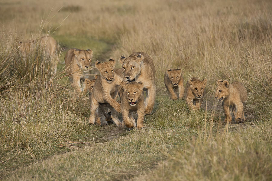 Lion Cubs #2 Photograph by Wade Aiken