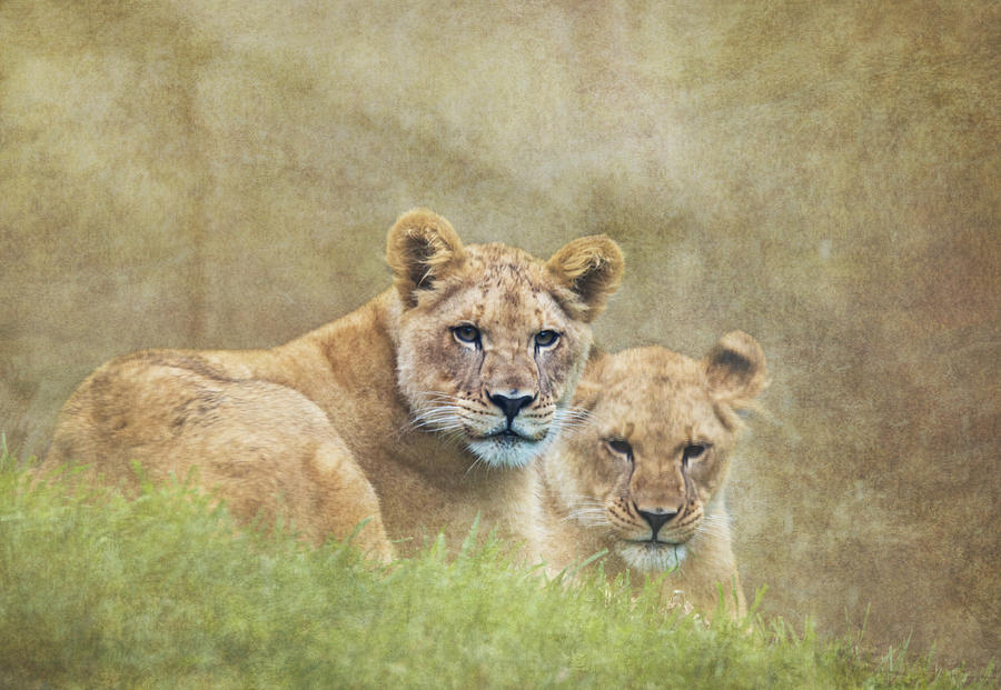 Wildlife Photograph - Lion Cubs by Angie Vogel