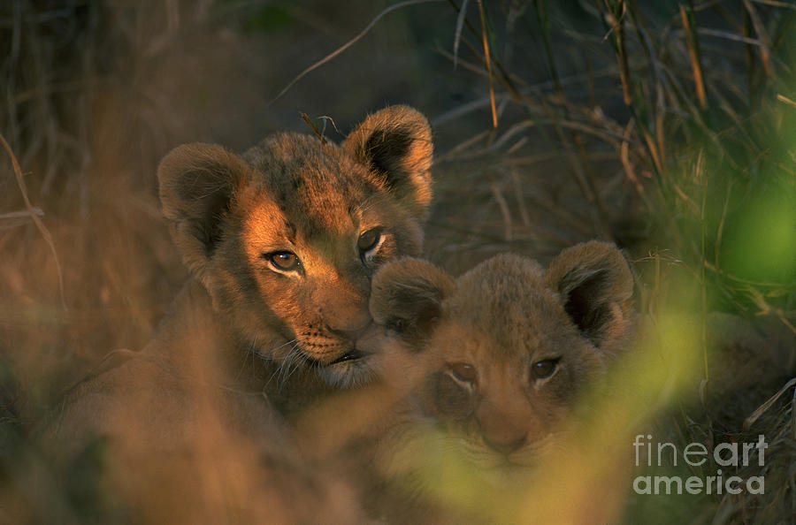 Lion Cubs Photograph by Art Wolfe