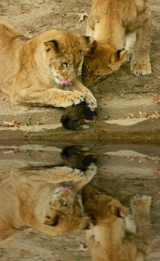 Lion Cubs At Play Photograph by Emmy Marie Vickers