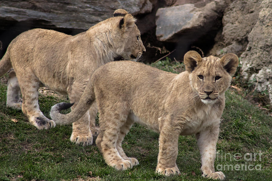 Lion Photograph - Lion Cubs by David Rucker