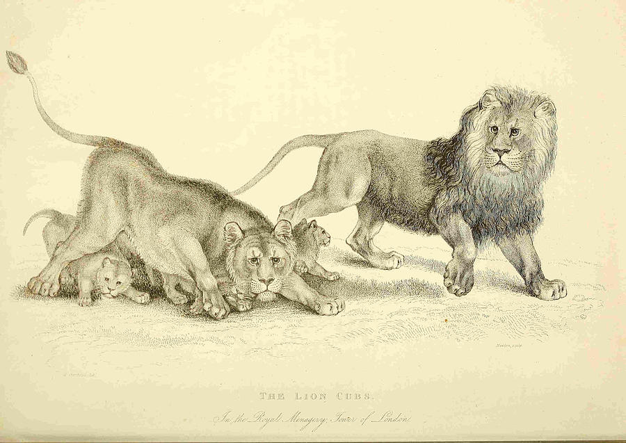 Lion Drawing - Lion Cubs in the Royal Menagery in the Tower of London by Philip Ralley