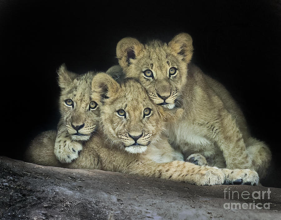 Three Lion Cubs Photograph by Linda D Lester