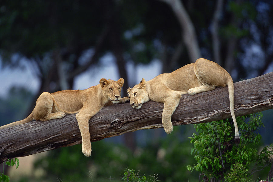 Lion cubs lying on tree branch , Kenya , Africa Photograph by Comstock Images