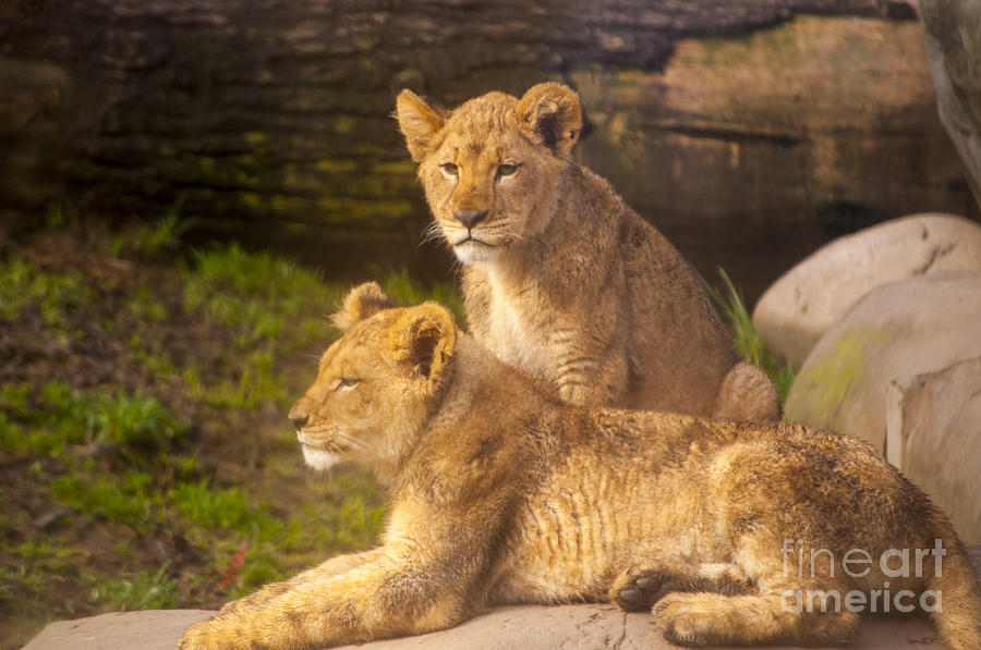 Portland Photograph - Lion Cubs by M J